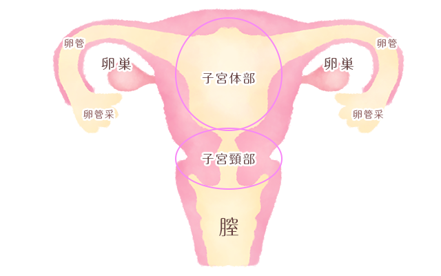 子宮について